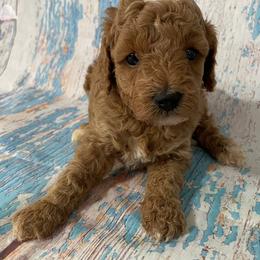Bo - Red male Cavapoo puppy in Lebanon, Missouri from Cobbs Creek Canines