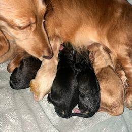 Sable - Sable male Dachshund puppy in Wolf Lake, Indiana from Canisteo Dachshunds