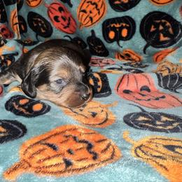 Martin - Red male Dachshund puppy in La Junta, Colorado from Royal King’s Mini Dachshunds