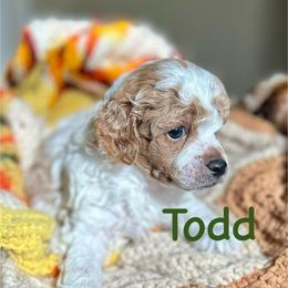 Todd - Parti male Poodle puppy in Ardmore, Oklahoma from Green Acres