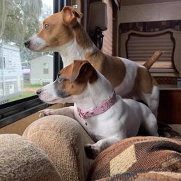 Jack Russell Terrier All Grown Up from Kajun Jacks