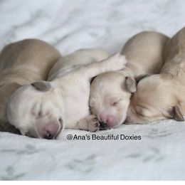 Dachshund Puppies from Ana’s Beautiful Doxies
