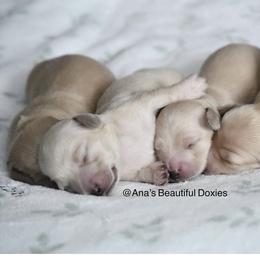 Dachshund Puppies from Ana’s Beautiful Doxies