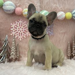 Mocha - Fawn male French Bulldog puppy in Tulsa, Oklahoma from EvergreenEliteKennel