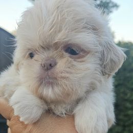 Louie - Cream and white male Shih Tzu puppy in Victorville, California from RUMBLE n TUMBLE