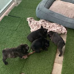 French Bulldog Puppies from Luna and London’s Puppies