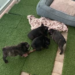 French Bulldog Puppies from Luna and London’s Puppies