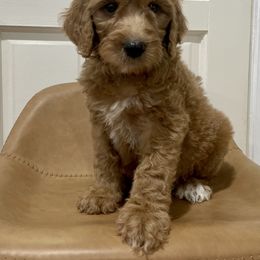 Buffalo - Red  Goldendoodle puppy in Bartow, Florida from Furever Doodles