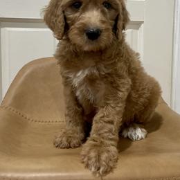 Buffalo - Red  Goldendoodle puppy in Bartow, Florida from Furever Doodles