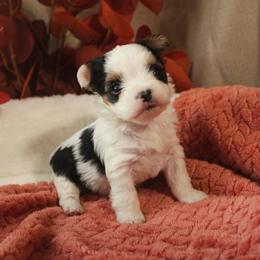 Ladybug - Parti female Yorkshire Terrier puppy in Eastland, Texas from Peach Yorkies