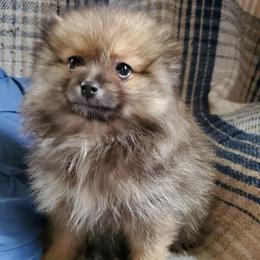 Olive - Blue sable female Pomeranian puppy in Bellevue, Iowa from Fluffy Wonders Poms and Doodles