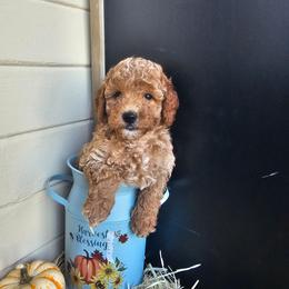 Kettle Corn - Cream male Goldendoodle puppy in Daytona Beach, Florida from Beach Doodles