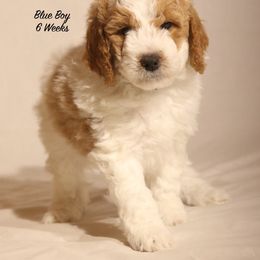 Lola's Blue Boy - Parti male Goldendoodle puppy in Coppell, Texas from Bethel Stream Goldendoodles