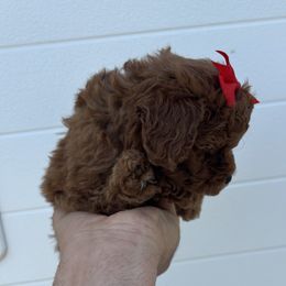 Tina - Red  female Poodle puppy in Mint Hill, North Carolina from DoodleForever