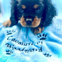 Cavalier King Charles Spaniel Puppies from Cavaliers of Woodward