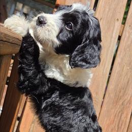 Gray - Black and white male Bernedoodle puppy in Lexington Park, Maryland from SUNNY SIDE DOODLES