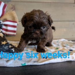 Sweet chocolate female with small forehead streak - Liver and white female Shih Tzu puppy in Poultney, Vermont from Morgan's Shih Tzus
