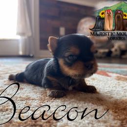 Beacon - Black and gold male Yorkshire Terrier puppy in Baker, West Virginia from Majestic Mountain Yorkies