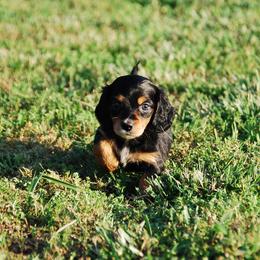 AKC Lilly - Black and tan female Dachshund puppy in Billings, Missouri from Bundles of Joy