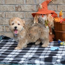 Bruce - Gold male Morkie puppy in Guthrie, Kentucky from Happy Tail Puppies