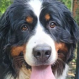 Iris - Bernese Mountain Dog
