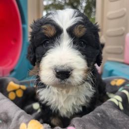 Scar - Tri-color male Bernedoodle puppy in Blackfoot, Idaho from Draper Mountain Doodles