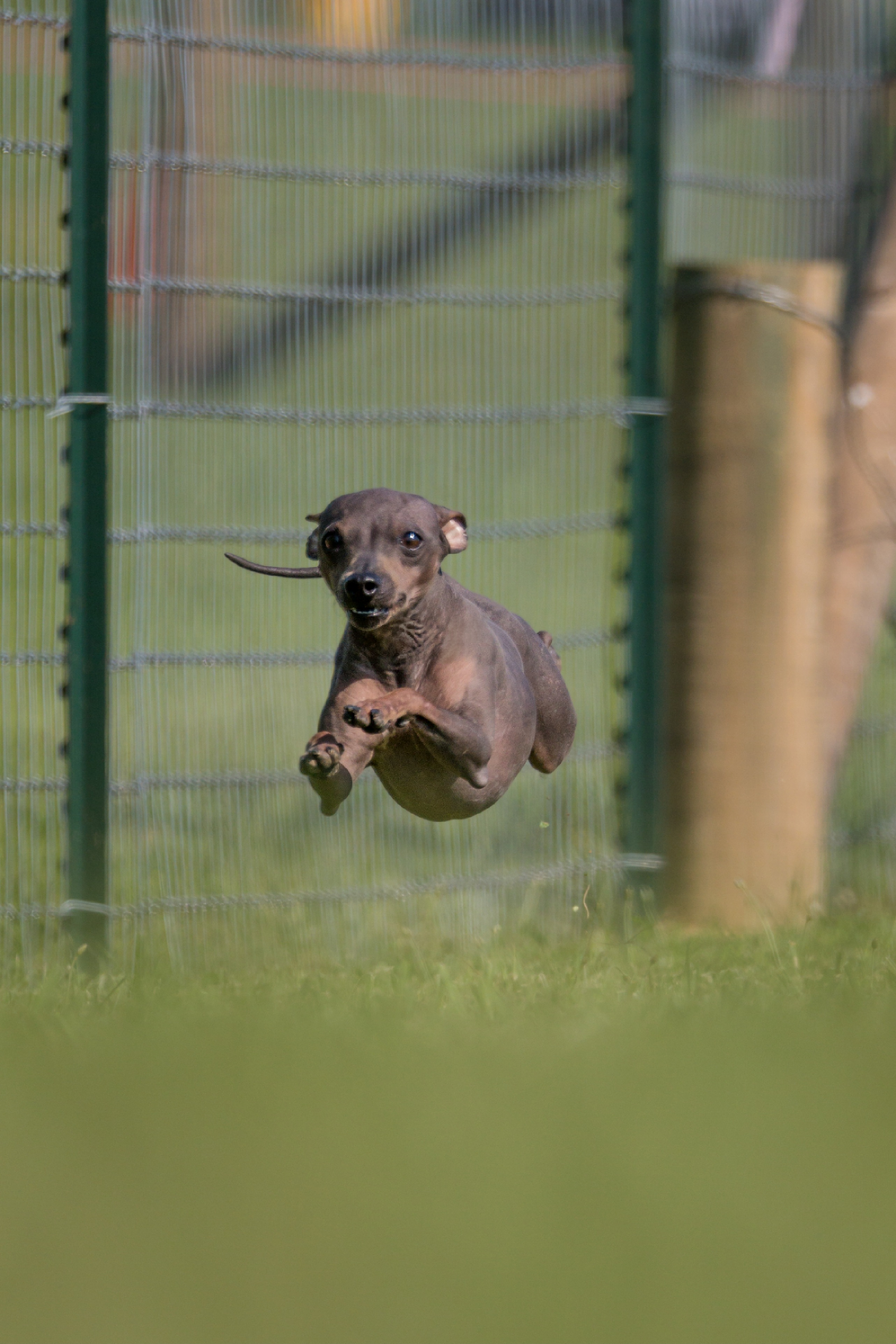 Rocco - American Hairless Terrier