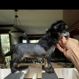 Show prospect 2 - Black white and tan male Chinese Crested puppy in Salt Lake City, Utah from Naked & Famous