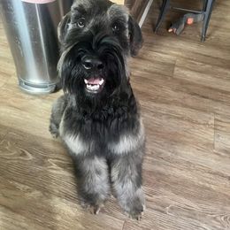 Giant Schnauzer Puppies from House of Roth Giant Schnauzers