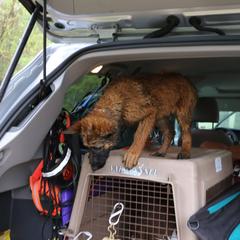 Belgian Tervuren Puppies from EnHommage Belgian Shepherds