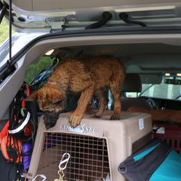 Belgian Tervuren Puppies from EnHommage Belgian Shepherds