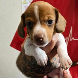 Pinto - Piebald male Dachshund puppy in New Caney, Texas from BouncinMiniWeenies
