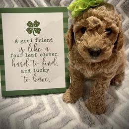 Goldendoodle Puppies from GoldenHearted Doodles