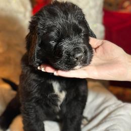 Boy 1 - AKC Registered Navy Blue - Black male Newfoundland puppy in Marshall, Missouri from Majestic Gentle Giants