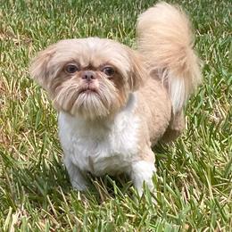Adam - Shih Tzu