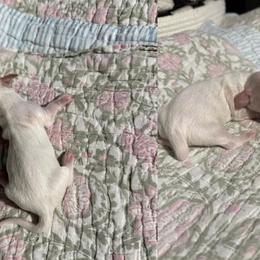 Junie - Cream female Dachshund puppy in Coatesville, Indiana from ADH Dachshunds