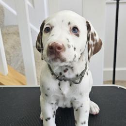 Dalmatian Puppies from Spotted Theory