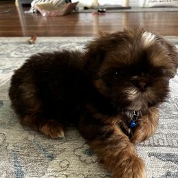 Shih Tzu Puppies from Meihem Pups