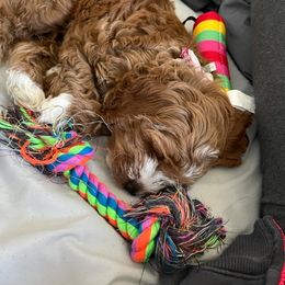 Cockapoo Puppies from Maple’s Cockapoo Puppies