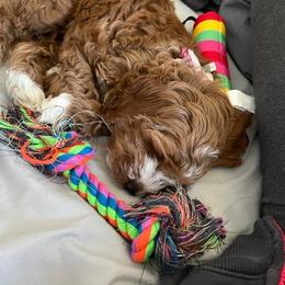 Cockapoo Puppies from Maple’s Cockapoo Puppies