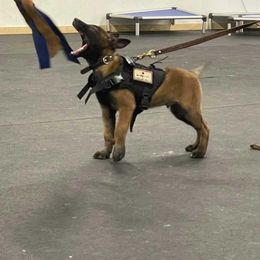 Belgian Malinois Puppies from Battle Road K9