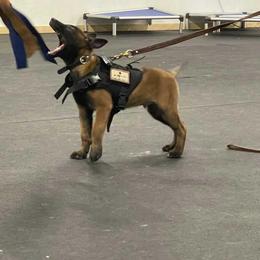 Belgian Malinois Puppies from Battle Road K9