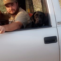 Labrador Retriever Puppies from Twisted Clovers LLC