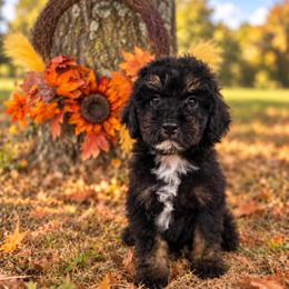 G e o r g e (H a r r i s o n) - male Cavapoochon puppy in Bullard, Texas from Cavapoochon Central LLC