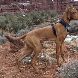 Vizsla Puppies from Virag Vizsla
