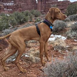 Vizsla Puppies from Virag Vizsla