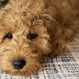 Cavapoos, Goldendoodles, and Poodles from Dune Pack Doodles and Poodles