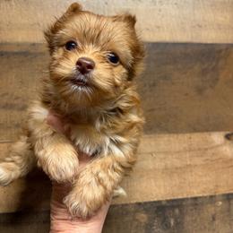 Girl 1 - Sable female Yorkshire Terrier puppy in Georgia from Berggipfel Yorkies