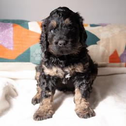 Harry Potter - Black and tan male Schnoodle puppy in Memphis, Tennessee from Bentley's Beloved Paws