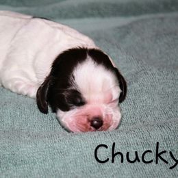 Chucky - Brown and white male Cocker Spaniel puppy in Perry, Arkansas from Parker's Cockapoos